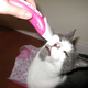 Illustration for article titled Lightning Review: Tinge Razor Massager, Shaver Combo Gadget